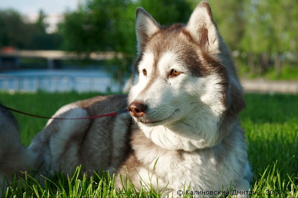 siberian husky